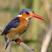 Malachite Kingfisher
